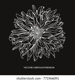 Elegant hand drawn decorative chrysanthemum flower, design element. Floral decoration for cards, invitations of wedding, birthday, valentines, holidays, events