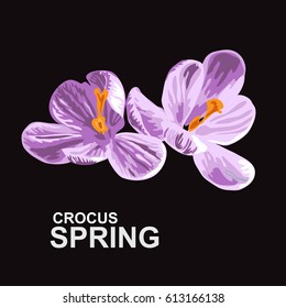 Elegant hand drawn decorative crocus flowers, design elements. Floral branch. Floral decoration for invitations, cards, posters, banners, print, scrapbooking, manufacturing. Vintage flowers. Spring