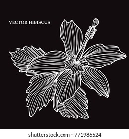 Elegant hand drawn decorative hibiscus flower, design element. Floral decoration for cards, invitations of wedding, birthday, valentines, holidays, events