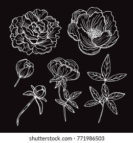 Elegant hand drawn decorative peony flowers set, design element. Floral decoration for cards, invitations of wedding, birthday, valentines, holidays, events