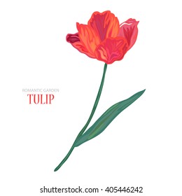 Elegant Hand Drawn Decorative Tulip Flower, Design Element