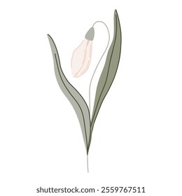 Elegant hand drawn flat botanical illustration with delicate vector snowdrop flowers with soft green leaves. The minimalistic style organic shapes and pastel colors, perfect for nature designs