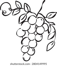 Elegant Hand Drawn Grape Vine Branch with Leaves - Vintage Line Art Illustration
