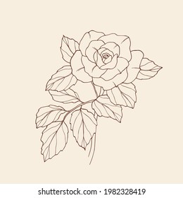 Elegant hand drawn rose illustration