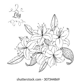 Elegante, handgezeichnete, Vektorlilie-Bouquet-Skizze. Kann als Illustration, Label oder Grußkarte verwendet werden.