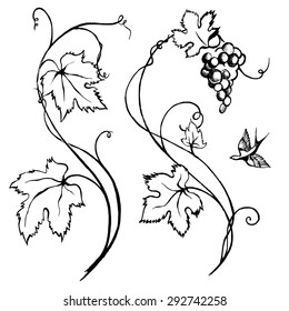 Elegant hand drawn vine. Vector illustration. 