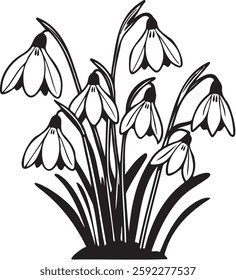 An elegant, hand-drawn black and white line artwork of delicate snowdrop flowers in full bloom on white background