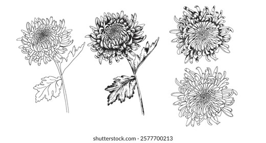 Elegant hand-drawn chrysanthemum flowers in a detailed vintage style. Perfect for tattoo designs, botanical illustrations, invitations, fabric patterns, packaging, and decorative prints.