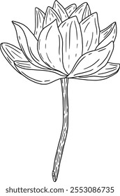 Uma ilustração elegante desenhada à mão de uma bela flor de lótus que cativa o olho