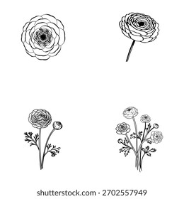 Elegante handgezeichnete Ranunculus-Blumenvektor-Illustrationen mit detaillierten Blütenblättern und sauberen bearbeitbaren Strichlinien, perfekt für botanische Designs, Verpackungen, Branding, Schreibwaren und Blumen 