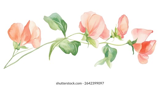Elegant hand-painted sweet pea flowers in pastel coral tones with fresh green leaves, ideal for botanical and romantic themed designs.