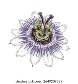 An elegant, hand-painted watercolor illustration of a single, exotic Passion Flower (Passiflora). Isolated on white, perfect for wellness, spiritual, and unique botanical designs.