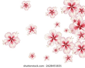 Elegant  hibiscus flowers in soft pink and red tones. Perfect floral clipart for wedding designs, invitations, scrapbooking, or tropical themed projects. Isolated on white background.