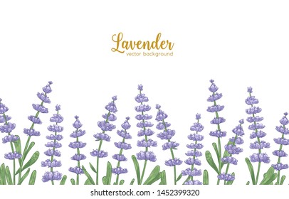 Elegant horizontal backdrop decorated by lavender flowers and green leaves. Natural background with beautiful flowering plant or aromatic herb at bottom edge. Botanical realistic vector illustration.