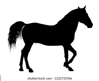 Elegant horse in gallop, vector silhouette illustration. Horse race, isolated on white background. Symbol of beautiful animal.