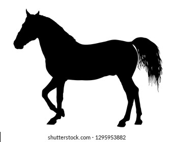 Elegant horse in gallop, vector silhouette illustration. Horse race, isolated on white background. Black horse silhouette. Farm animal. Symbol of beautiful animal. Casual ambler horse stallion.