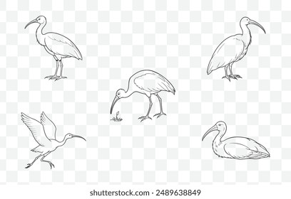 Elegant Ibis Line Art Vector Set for Creative and Artistic Designs