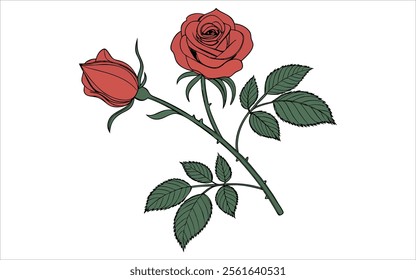 Elegant Illustration of a Blooming Red Rose and Bud with Detailed Green Leaves in a Botanical Style.