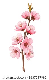 Elegant  illustration of a cherry blossom branch with soft pink blooms. Perfect for spring decor, greeting cards, and branding. Captures natures renewal and delicate beauty.