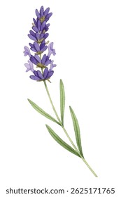Ilustração elegante de um bouquet de lavanda fresco, com flores roxas vibrantes e verduras exuberantes. Perfeito para projetos botânicos, decoração de casa, marca, ou convites.