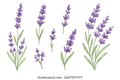 Elegant  illustration of a fresh lavender bouquet, with vibrant purple blooms and lush greenery. Perfect for botanical designs, home decor, branding, or invitations.