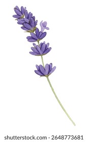 Elegant illustration of a fresh lavender bouquet, with vibrant purple blooms and lush greenery. Perfect for botanical designs, home decor, branding, or invitations.