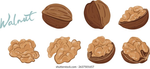 Elegant Illustration of Fresh Walnuts 