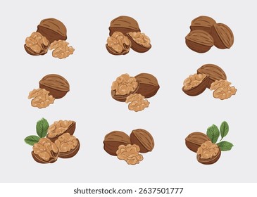 Elegant Illustration of Fresh Walnuts