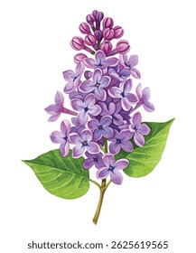 Elegant  illustration of a lilac flower cluster in soft purple and pink hues. Delicate petals and botanical charm make this perfect for floral, nature themed, and artistic projects.