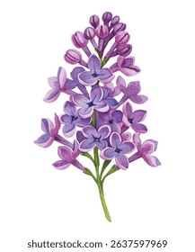 Elegant  illustration of a lilac flower cluster in soft purple and pink hues. Delicate petals and botanical charm make this perfect for floral, nature themed, and artistic projects.