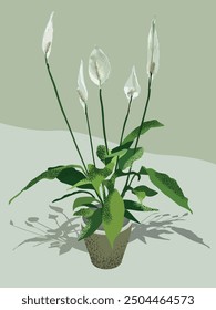 Elegant illustration of Spathiphyllum wallisii, commonly known as the Peace Lily. Showcasing pristine white sails of flowers and lush, dark green leaves. 