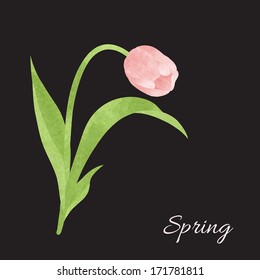 Elegant  illustration with spring pink tulip.