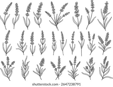 Elegant Lavender Flower Arrangement Beautiful Botanical Line Art Presentation Lavandula Angustifolia Illustrations Floral and Herbal Vintage Elements