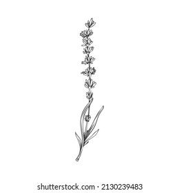 Elegant Lavender Flower Hand Drawn Outline Stock Vector (Royalty Free ...