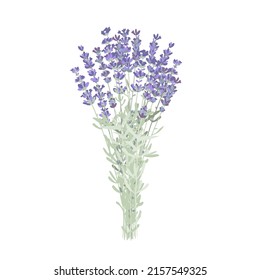 Elegante ramo de flores de lavanda, ramo de lavanda. Ilustración vectorial aislada en blanco.