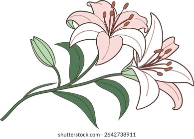 Elegant Lily Flower Illustration with Natural Details. Hand Drawn Lily Bloom Artwork for Floral Designs. Beautiful Lily Flower Drawing for Creative Projects. Minimalist Lily Flower Composition