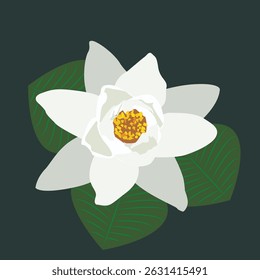 Elegant lily flower vector illustration featuring detailed line work and soft color tones. Perfect for botanical designs, wedding invitations, natural product packaging, and floral-themed branding.