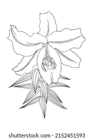 Elegant lily illustrations. Botanical line art drawings of summer flowers. Hand-drawn garden lily branch set. Floral outline for  wedding decor, greeting cards, and invitation design