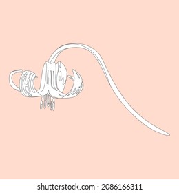 Elegant lily on a pink background. Lily for cards and notebook.  Vector illustration
