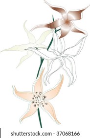 Elegant Lily-like Flowers