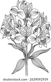 Elegant line art bouquet of alstroemeria lilies, perfect for wedding invitations, greeting cards, or as a printable art piece.  Detailed botanical illustration in black and white,