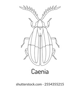 Elegant line art of Caenia beetle with intricate antennae details. Ideal for educational materials, entomology projects, natural science illustrations, and vector art enthusiasts.