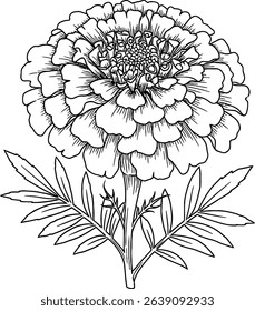Elegant line art drawing of a single marigold flower, perfect for coloring pages, tattoos, or design elements.  Detailed botanical illustration in black and white, featuring delicate petals and leave