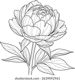 Elegant line art drawing of a single peony flower, perfect for invitations, stationery, or as a coloring page.