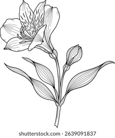 Elegant line art illustration of an Alstroemeria flower, perfect for print, web, or tattoo designs.  Minimalist black and white vector graphic, easily printable and adaptable for various projects.