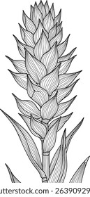 Elegant line art illustration of a ginger flower, perfect for adding a touch of tropical elegance to your designs. Ideal for invitations, textiles, or as a standalone botanical print.
