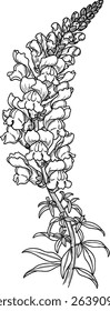 Elegant line art illustration of a snapdragon flower. Perfect for vintage designs, invitations, or textile patterns.  Detailed, intricate artwork in black and white, 