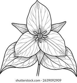 Elegant line art illustration of a trillium flower, perfect for botanical designs, tattoos, or spring-themed projects.