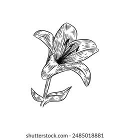 Elegant Line Art Lily. Minimalist Floral Illustration for Design