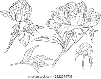 Elegant line art peonies. Flower bouquets. Trendy floral illustration of  branches, leaves, flowers. Vector elements for logo, invitation cards, save the date,  tattoo.